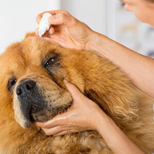 Top dog allergies and their treatments