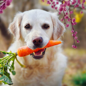 Human foods that are best for dog health